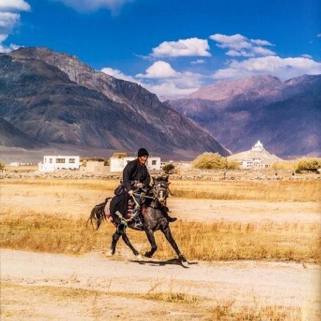 Horse Photograph - Ladakh Kashmir Region, Zanskar by Aleck Cartwright