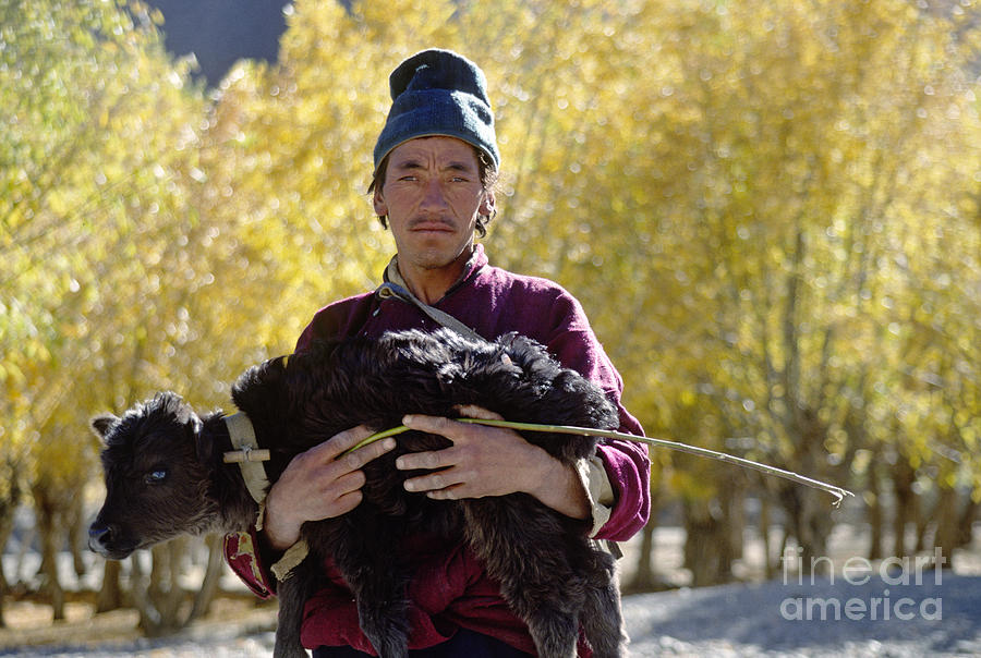 Ladakhi Man with Baby Yak Photograph by Craig Lovell