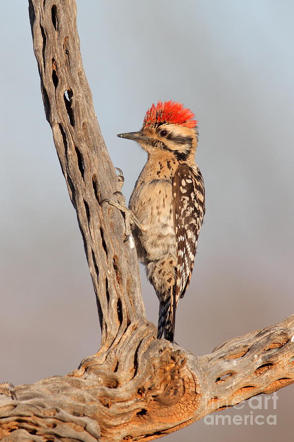Ladder-backed woodpecker Photograph by Bryan Keil