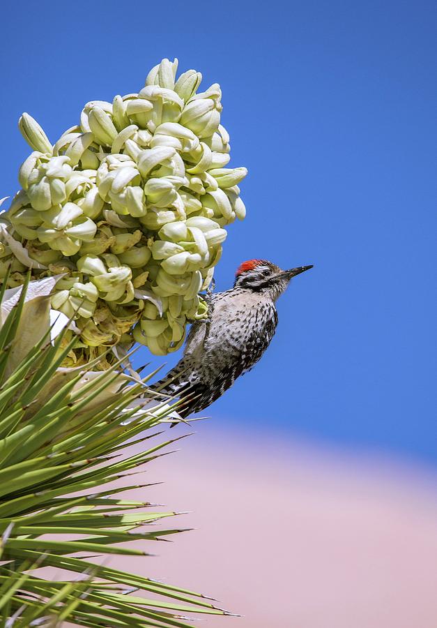Ladder-backed Woodpecker Feeding Photograph by Bob Gibbons/science Photo Library