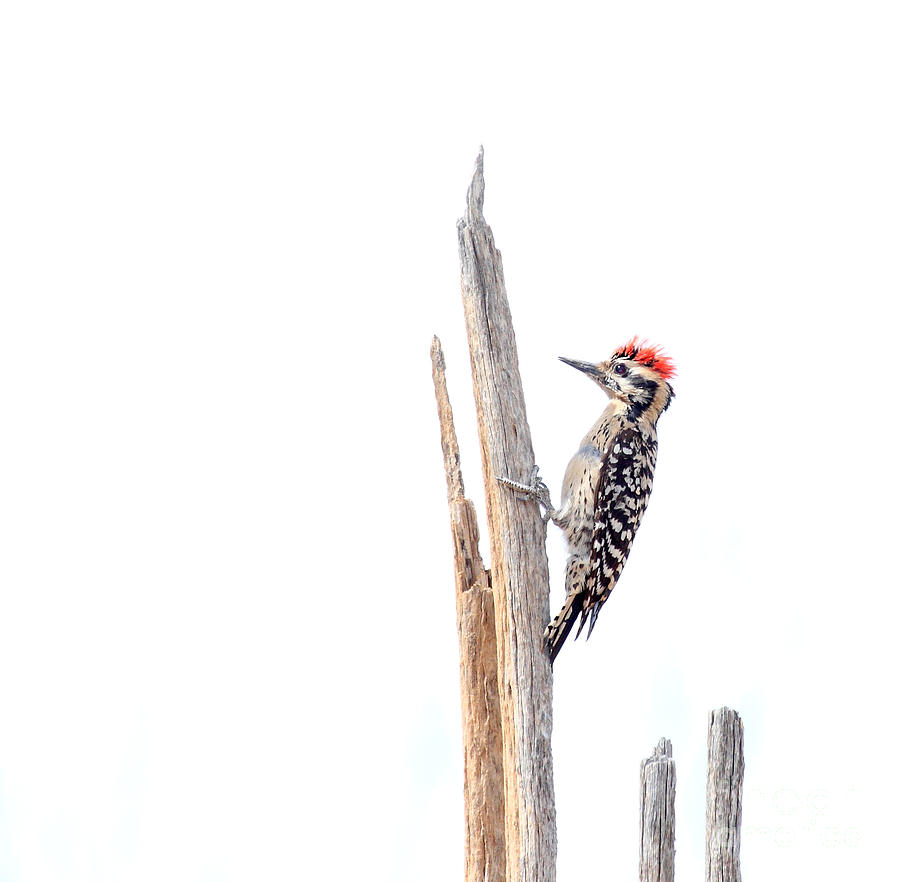 Woodpecker Photograph - Ladder-Backed Woodpecker by Ruth Jolly