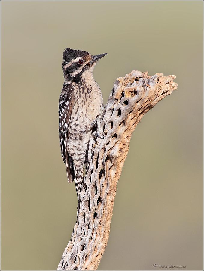 Ladderbacked Woodpecker Photograph by Daniel Behm