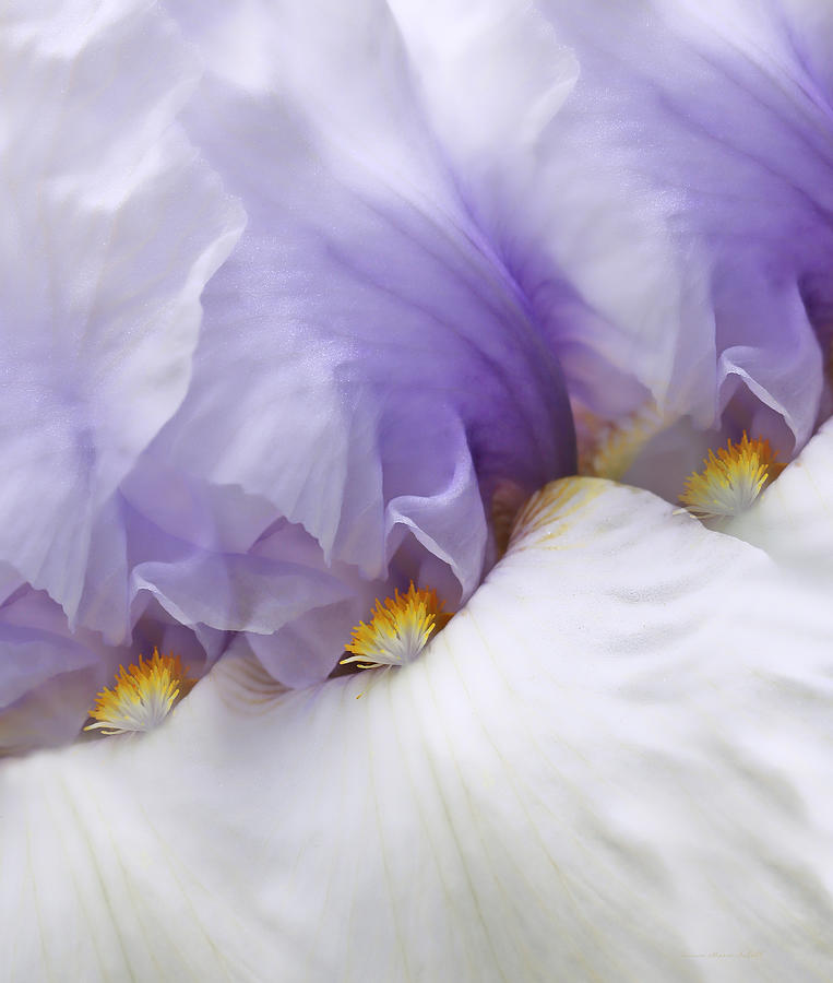 Iris Photograph - Ladies in Waiting Lavender Iris Flowers by Jennie Marie Schell