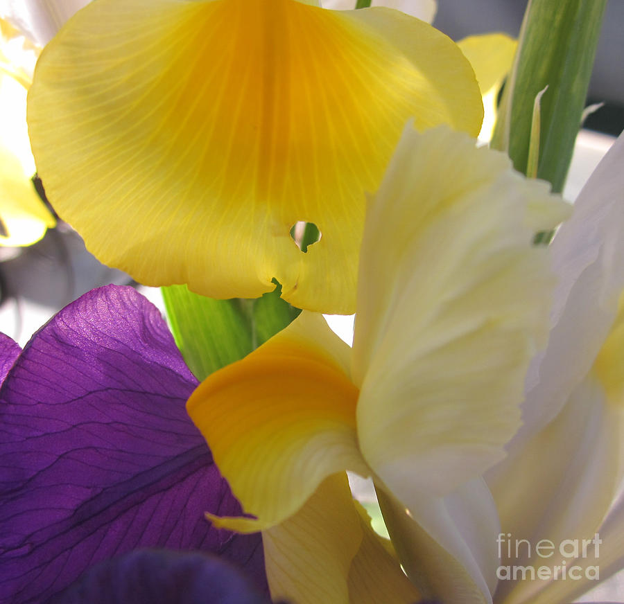 Ladies Photograph By Miss Mclean Fine Art America