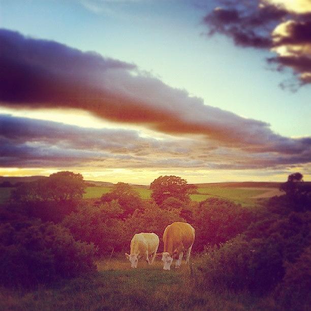 Sunset Photograph - #ladiesatlunch #cows #cattle #simmental by Jen Mac