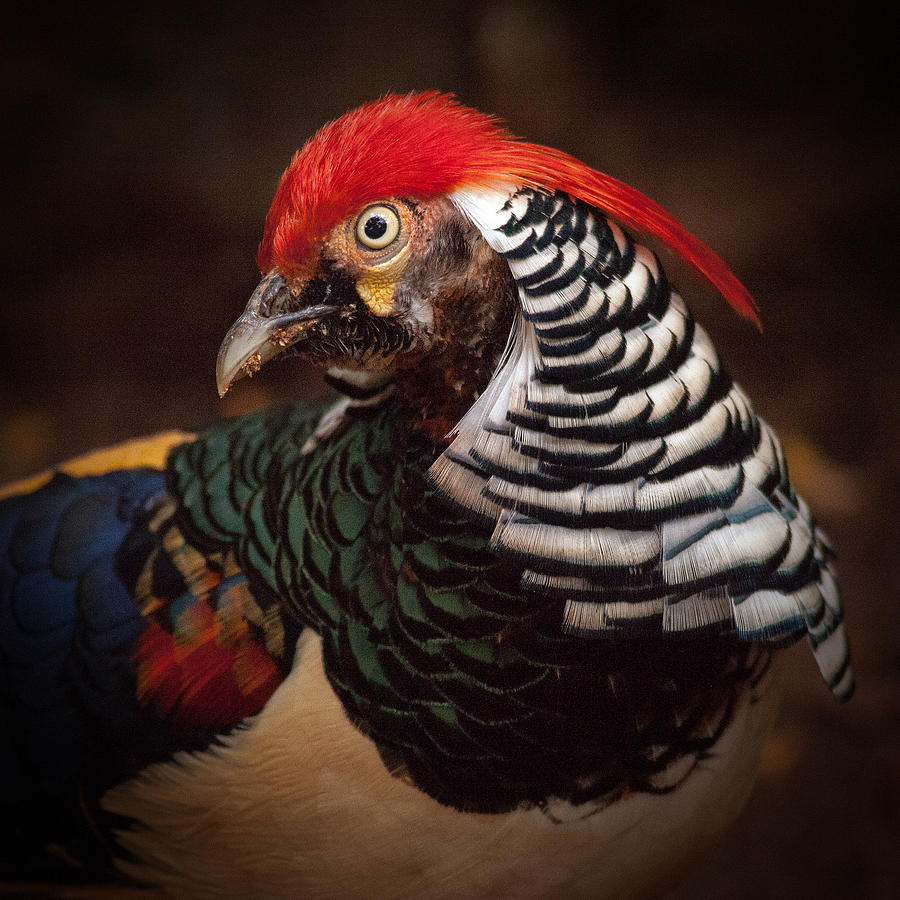 Lady Amhersts Pheasant Photograph by Stephen Dennstedt