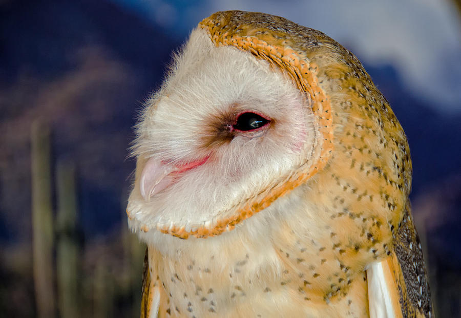 Lady Barn Owl Photograph by Evelyn Harrison