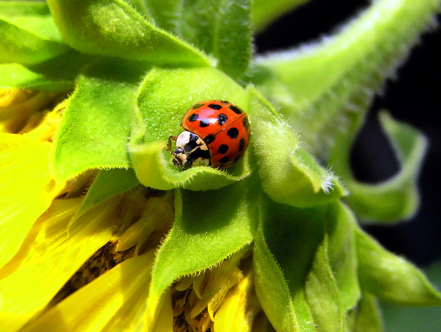 Ladybug and Sunflower Photograph by Christina Rollo