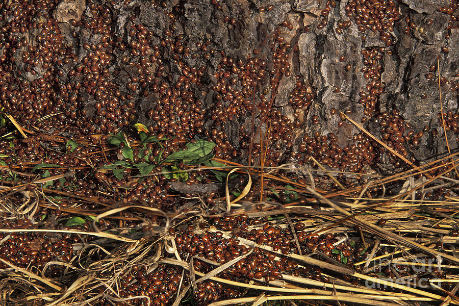 Lady Beetle Colony Photograph by Ron Sanford