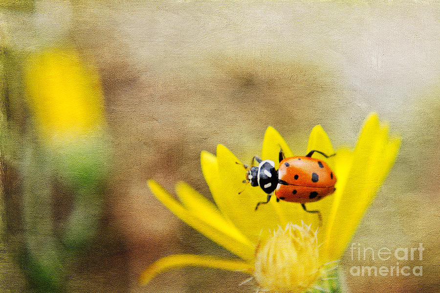 Lady Beetle on Yellow Flower Photograph by Marianne Jensen