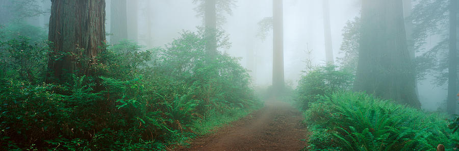 Redwood National Park Photograph - Lady Bird Johnson Grove, California by Panoramic Images