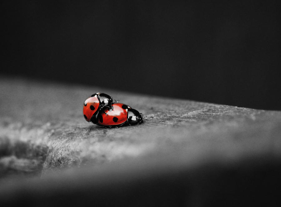 Insects Photograph - Lady Bird Loving by Martin Newman