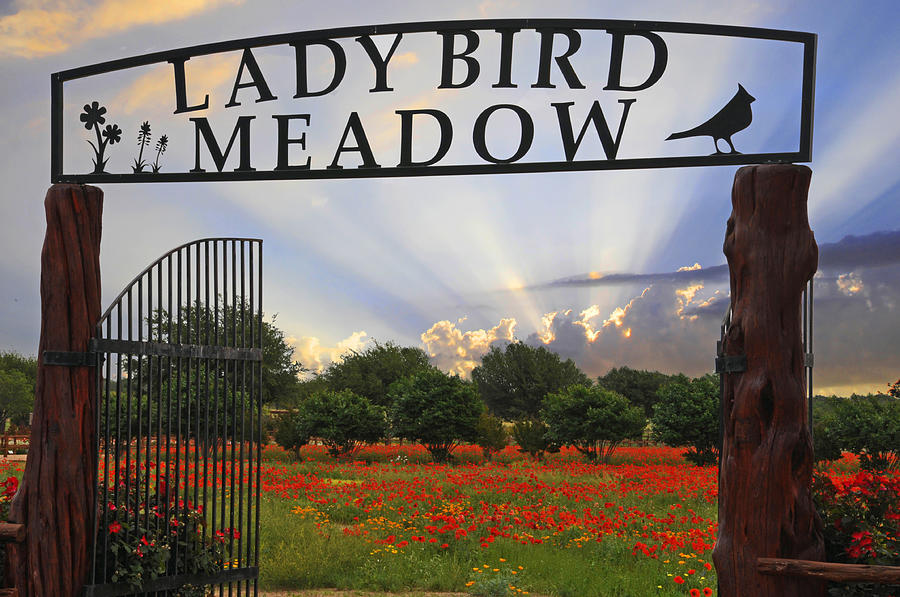 Lady Bird Meadow   Photograph by Lynn Bauer