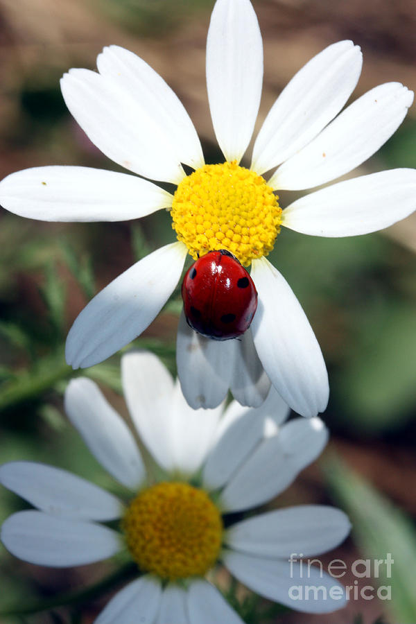 Daisy Photograph - Lady Bug and Daisy by Nick Gustafson