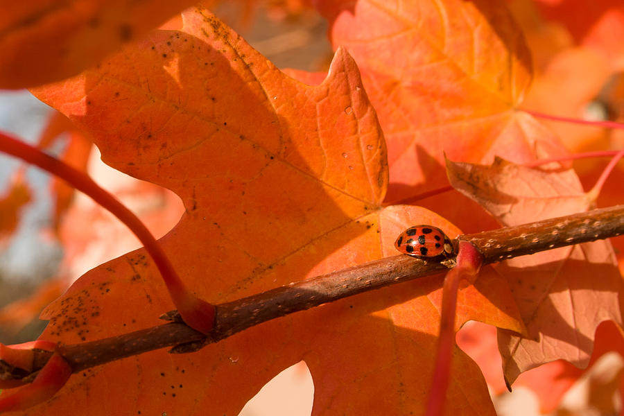 Fall Photograph - Lady bug blending in by Jeff Folger