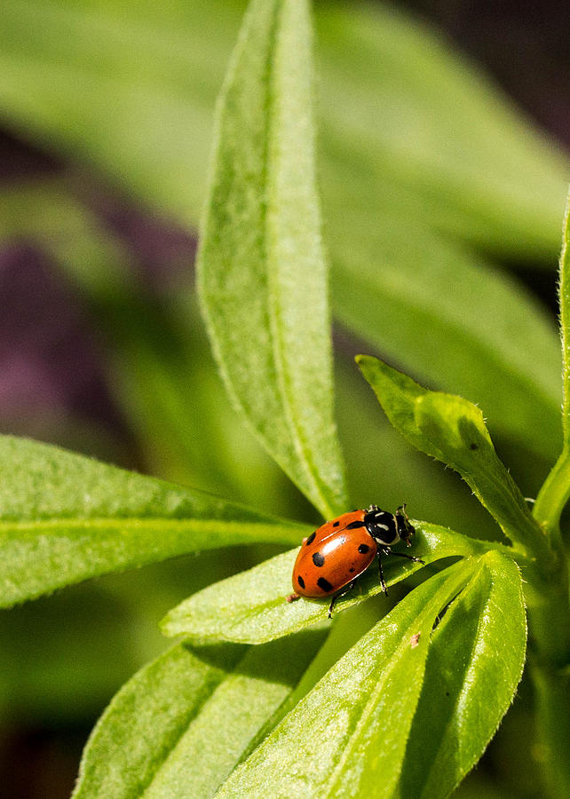 Lady Bug Photograph by Cathy Donohoue