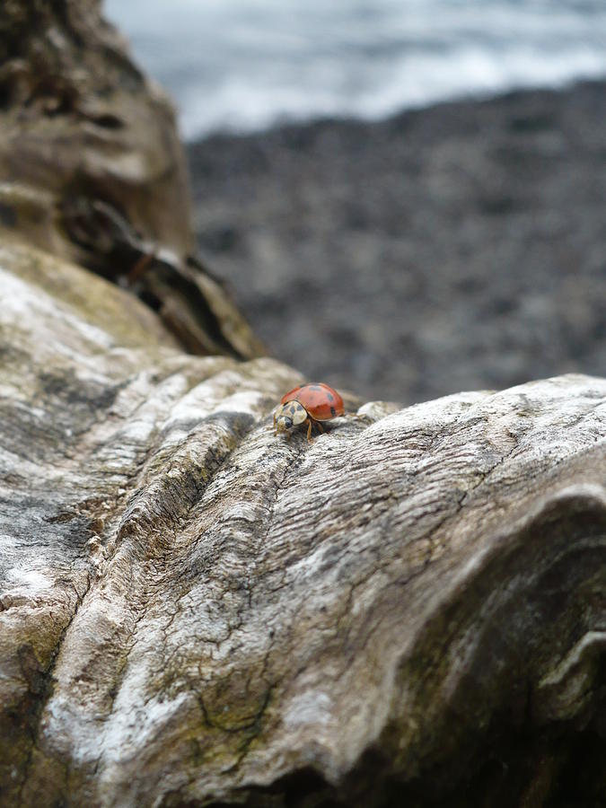 Insects Photograph - Lady Bug Driftwood by Nicki Bennett