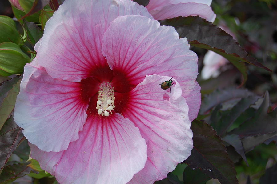 Lady Bug Photograph by George Bogosian - Fine Art America