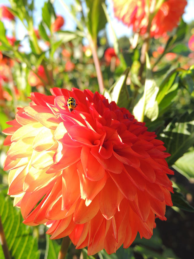 Nature Photograph - Lady Bug in the Dalias by Lucy Howard
