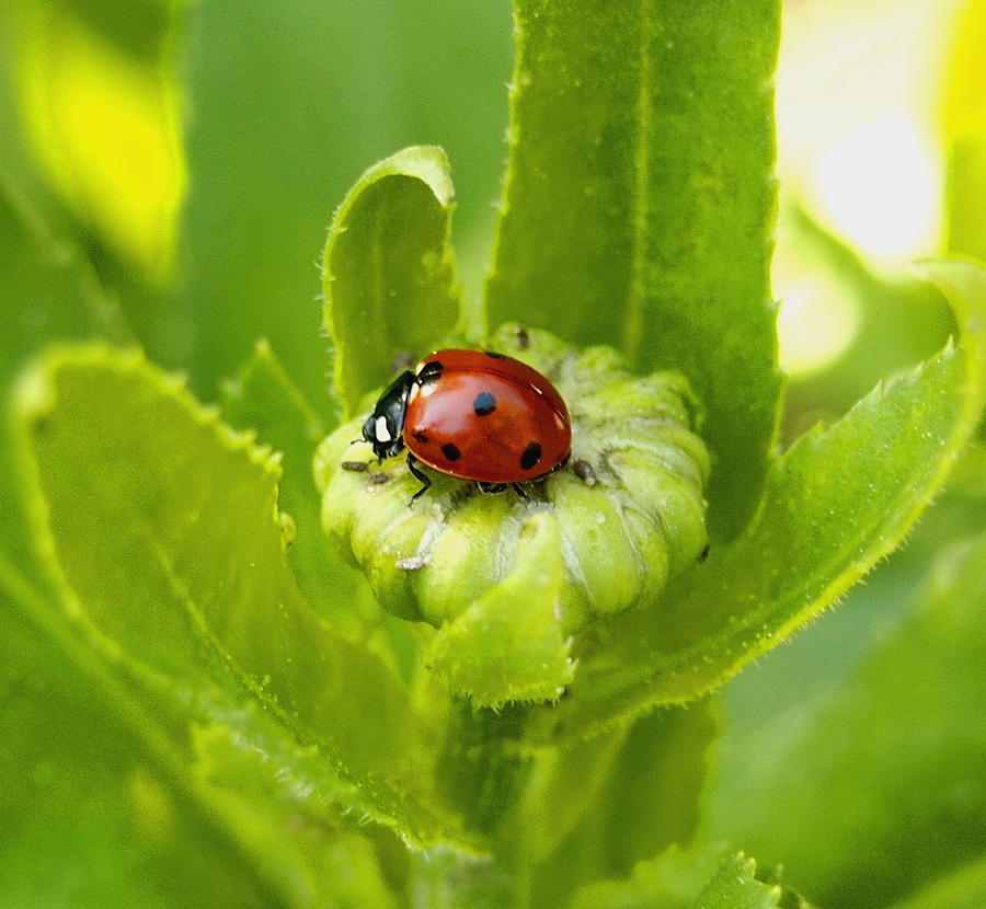 Lady Bug In The Garden Photograph by Amy McDaniel