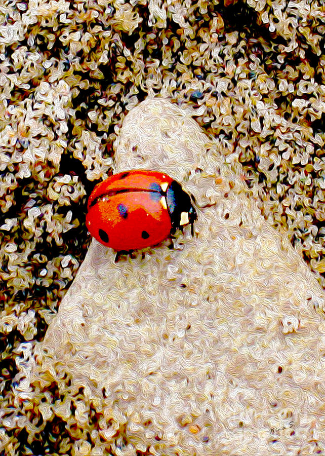Lady Bug in the Sand Photograph by Nina Silver