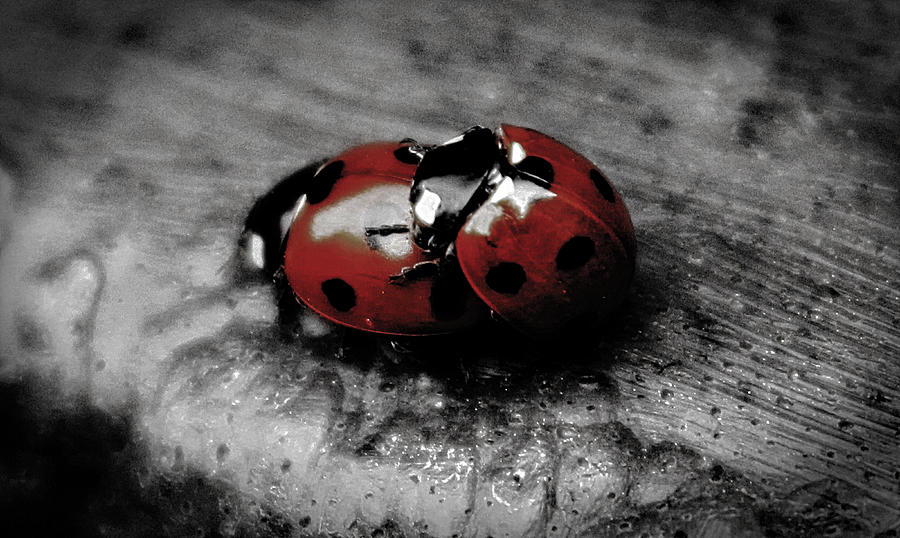 Insects Photograph - Lady Bug Love by Martin Newman