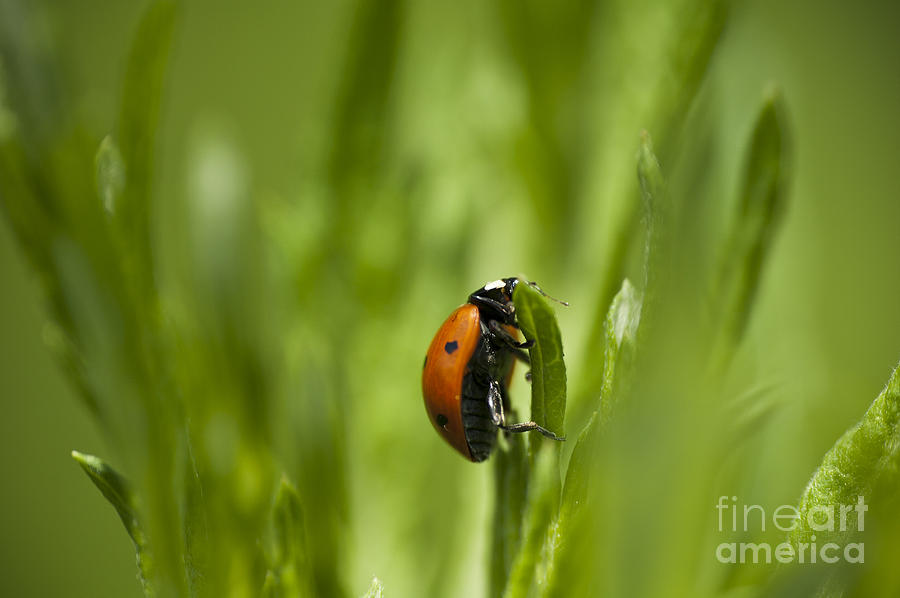 Lady Bug Photograph by Michael Ver Sprill