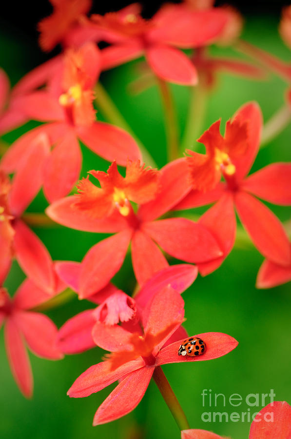 Lady bug on a red orchid Photograph by Oscar Gutierrez