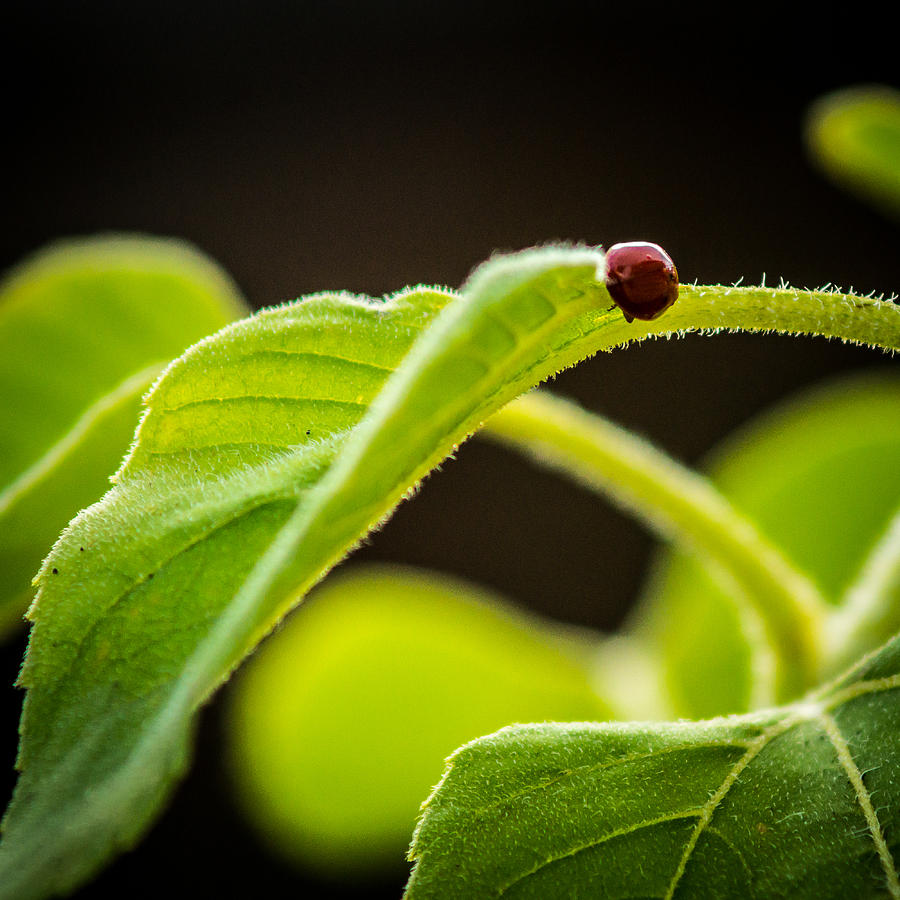 Lady bug on a sunflower leaf Photograph by Chris Bordeleau