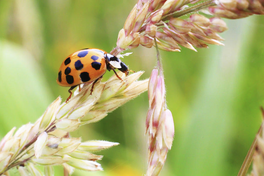 Lady Bug on a Warm Summer Day Photograph by Andrew Pacheco