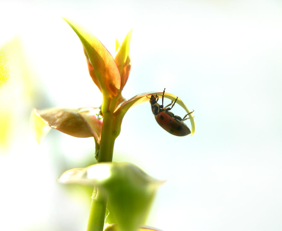 Lady Bug on Pereskia Photograph by Nathan Abbott