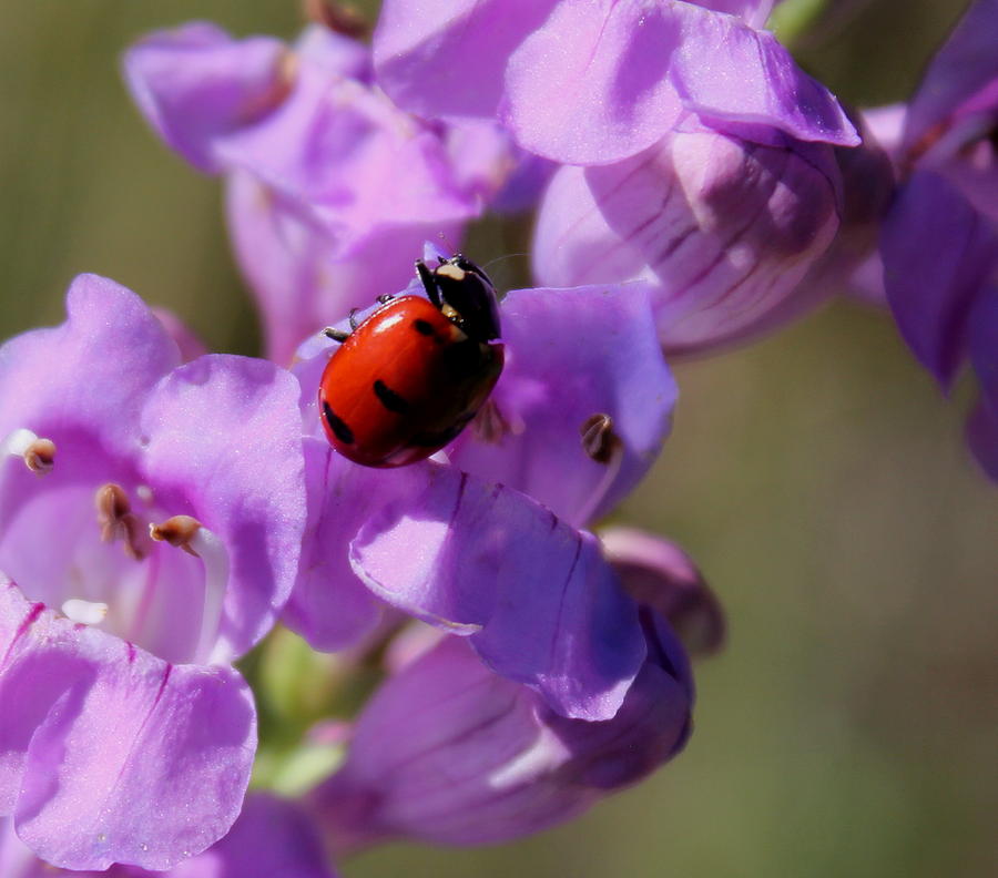 Lady Bug On Snapdragon Photograph by Trent Mallett