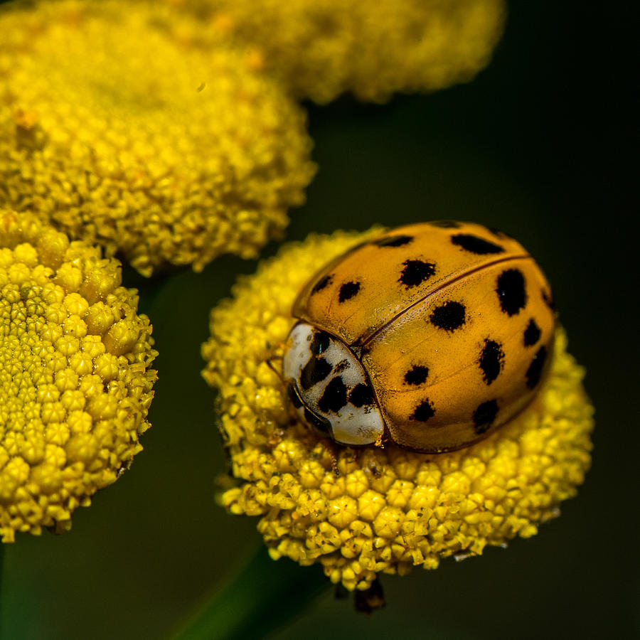 Nature Photograph - Lady Bug by Paul Freidlund