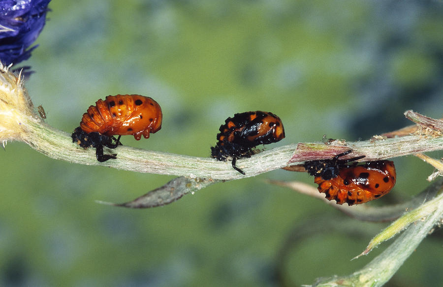 Ladybug Photograph - Lady Bug Pupae by John Mitchell