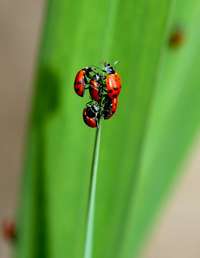 Insects Photograph - Lady Bug Social by Her Arts Desire