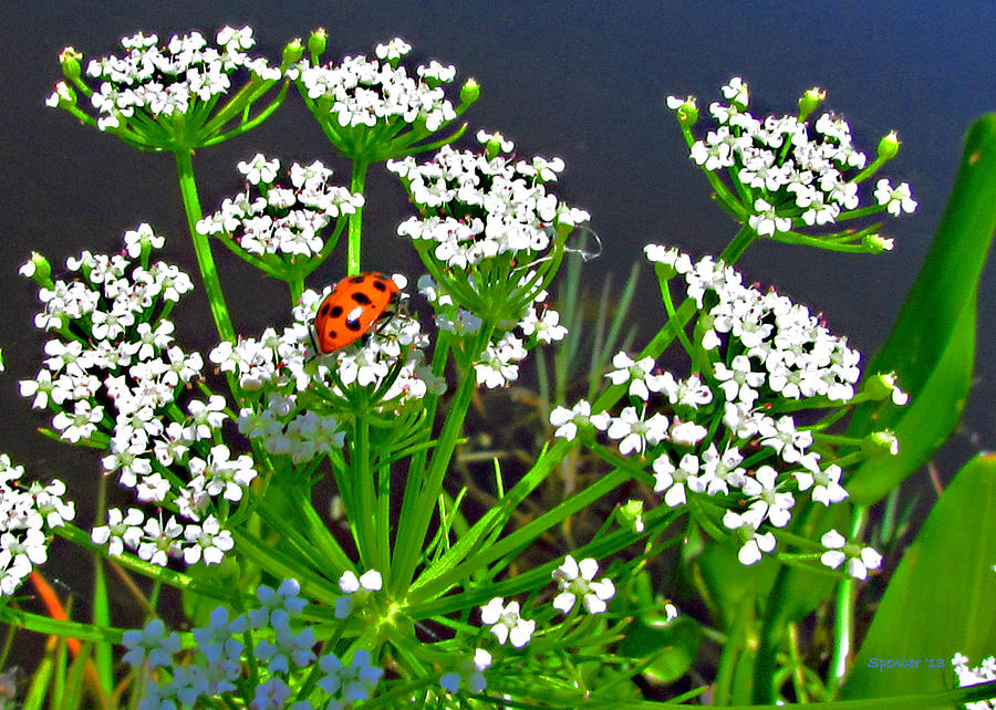 Lady Bug Photograph by T Guy Spencer