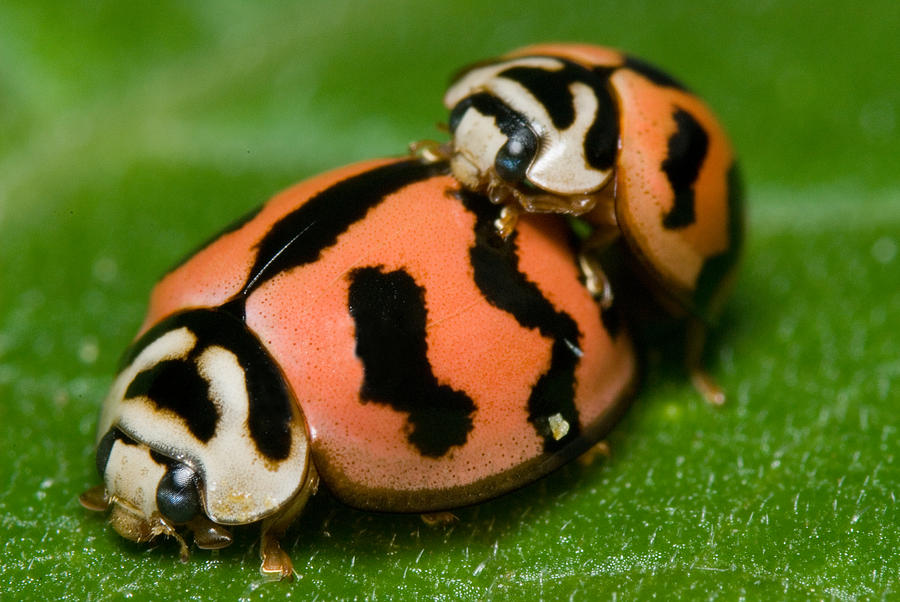 Lady Bugs In Sex Photograph By Jordan Lye 1721