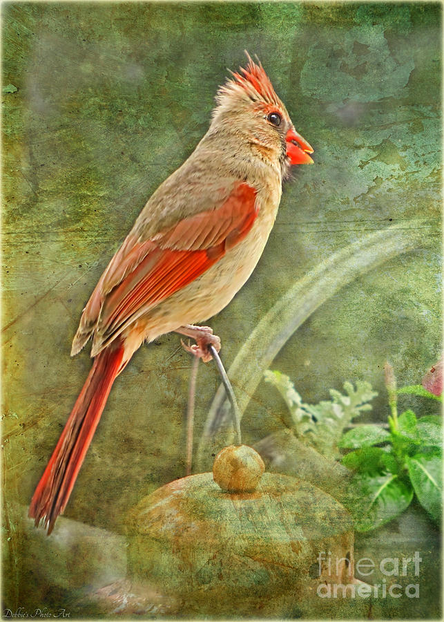 Lady Cardinal in the garden Photograph by Debbie Portwood