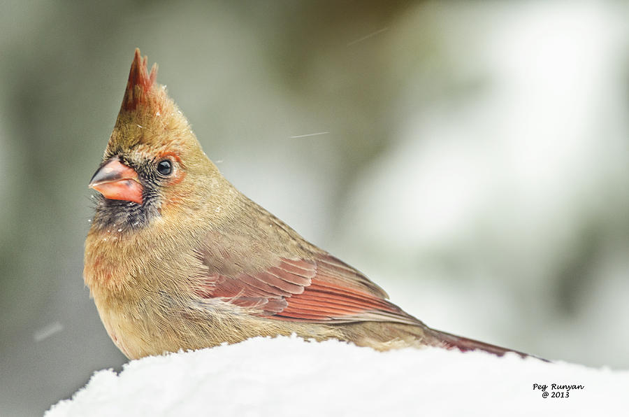 Lady Cardinal in the Snow Photograph by Peg Runyan
