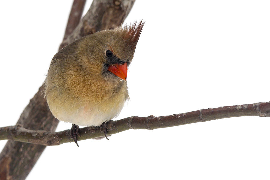 Female Cardinal Photograph - Lady Cardinal by Jill Bell Female Cardinal Photograph - Lady Cardinal by Jill Bell