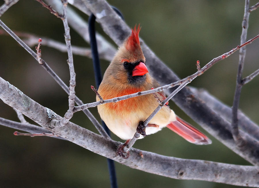 Lady Cardinal Photograph by Kristina Austin Scarcelli