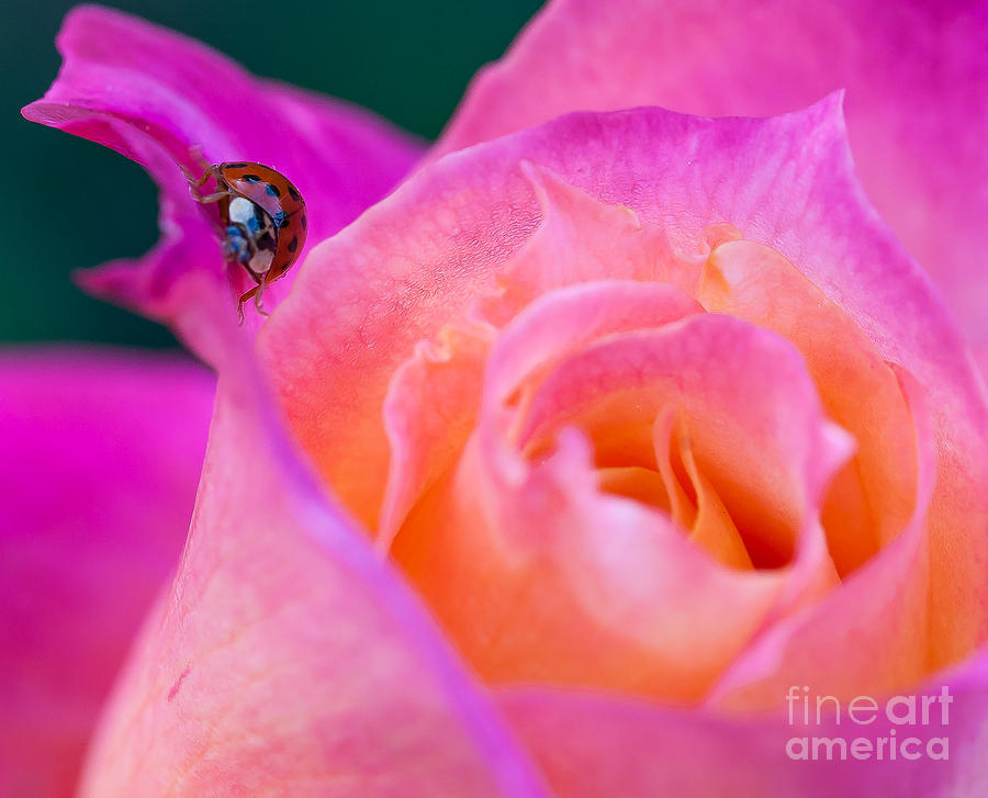 Ladybug Photograph - Lady by Charles Garcia