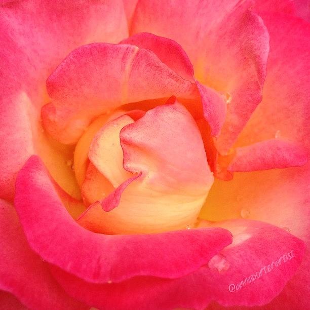 Flower Photograph - Lady Diana Rose, A #macro #rose For The by Anna Porter