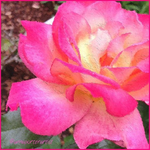 Summer Photograph - Lady Diana Rose Growing In My Garden by Anna Porter