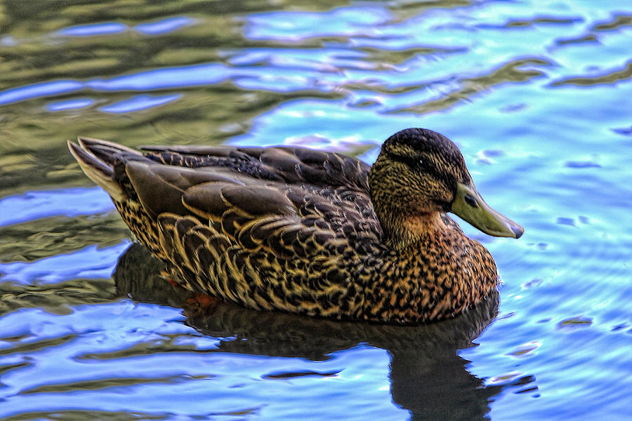 Lady Duck Photograph by Linda Phelps - Fine Art America