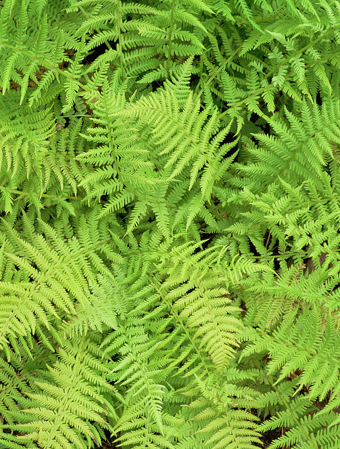 Lady Fern. (athyrium Filix-femina) Photograph by Geoff Kidd/science ...