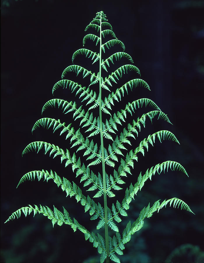 Lady Fern in Olympic National Rainforest Photograph by Ed  Cooper Photography