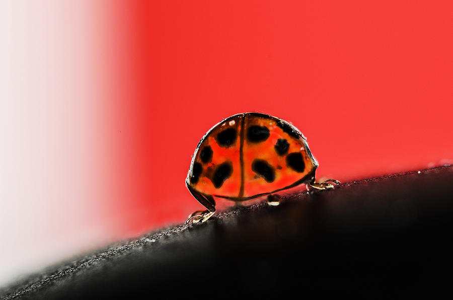 Ladybug Photograph - Lady Got Back by Sue Capuano