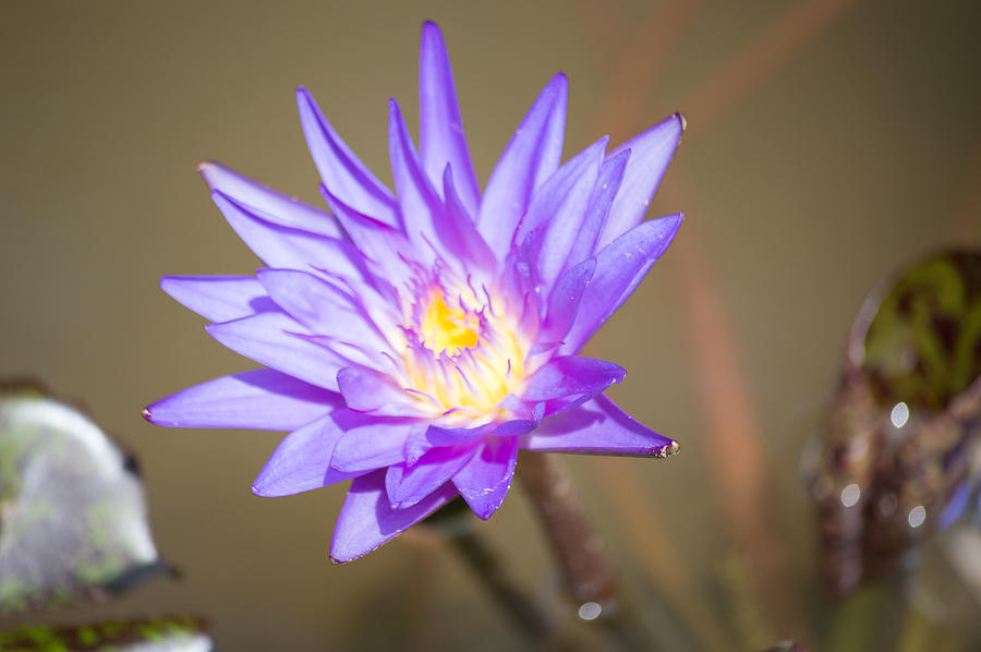 Cedar Park Texas Lily In Purple Photograph by JG Thompson - Fine Art America