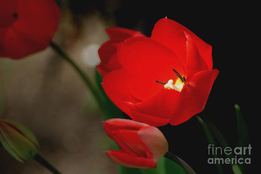 Tulip Photograph - Lady In Red by Living Color Photography Lorraine Lynch